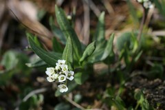 Eutrema edwardsii
