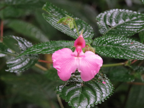 Impatiens stuhlmannii, photograph 6