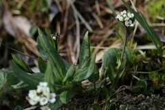 Eutrema edwardsii