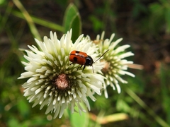 Cryptocephalus bipunctatus