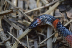 Geophis semidoliatus