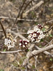 Combretum aculeatum image