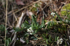 Eutrema edwardsii