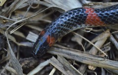 Geophis semidoliatus