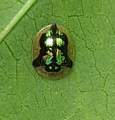 Deloyala guttata