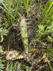 Opuntia cymochila