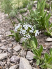 Valeriana acutiloba