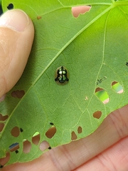 Deloyala guttata