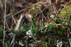 Eutrema edwardsii