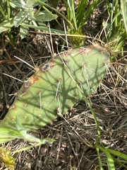 Opuntia cymochila