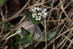 Eutrema edwardsii