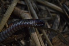 Geophis semidoliatus