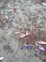 Gilia capitata chamissonis