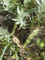 Opuntia cymochila