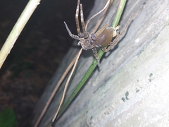 Dolomedes raptor