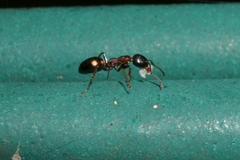 Dolichoderus quadripunctatus