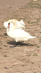 Cygnus olor