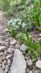 Valeriana acutiloba