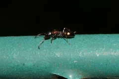 Dolichoderus quadripunctatus