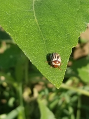 Zygogramma exclamationis