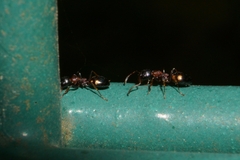 Dolichoderus quadripunctatus