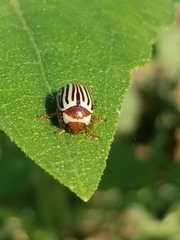 Zygogramma exclamationis