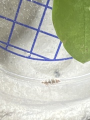 Argyresthia trifasciata