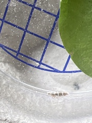 Argyresthia trifasciata