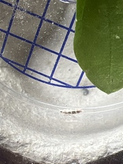 Argyresthia trifasciata