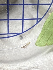 Argyresthia trifasciata