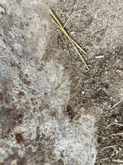 Artiotilla biguttata