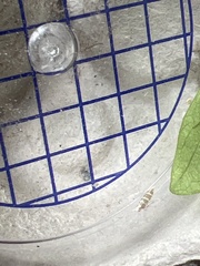 Argyresthia trifasciata