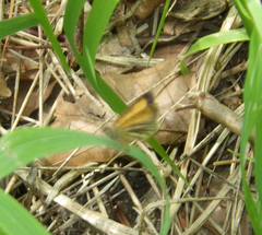 Isturgia limbaria