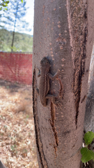 Sceloporus cowlesi