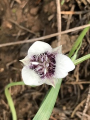 Calochortus elegans
