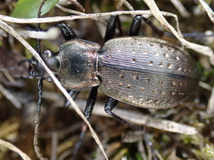 Carabus fairmairei heteromorphus