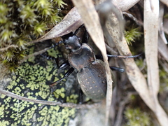 Carabus fairmairei heteromorphus