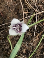 Calochortus elegans