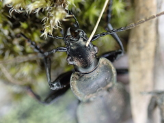 Carabus fairmairei heteromorphus