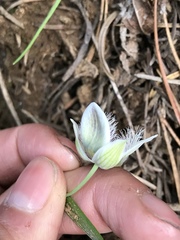 Calochortus elegans