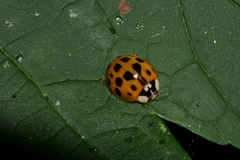 Harmonia axyridis