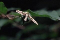 Callambulyx tatarinovii