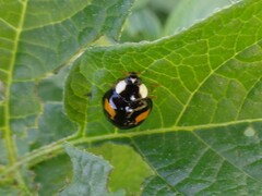 Harmonia axyridis