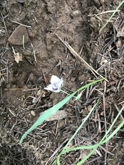 Calochortus elegans