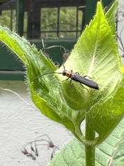 Oberea perspicillata