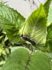 Oberea perspicillata