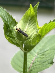 Oberea perspicillata