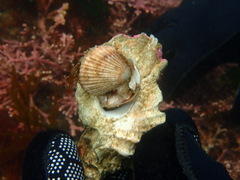 Chlamys