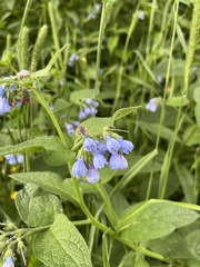 Symphytum caucasicum