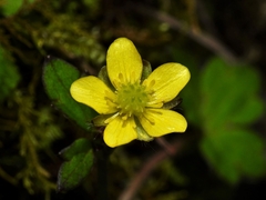 Ranunculus taisanensis